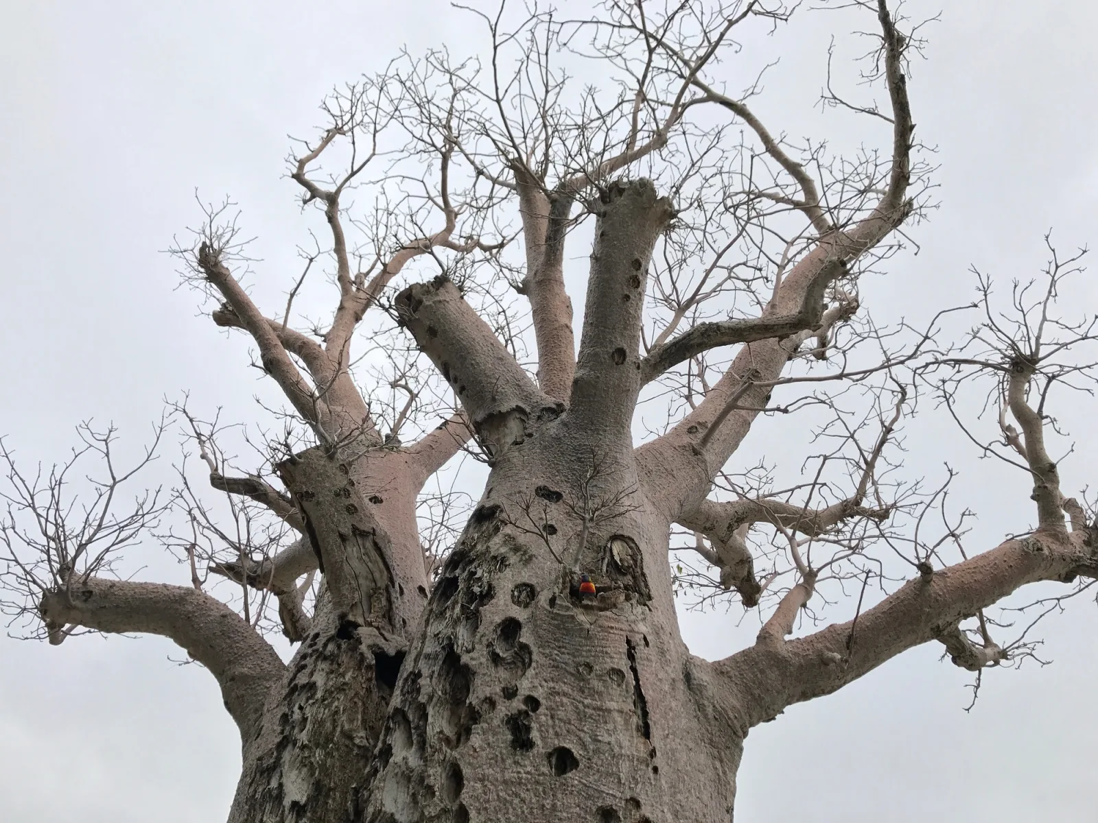 A parrot's nest at Kings Park