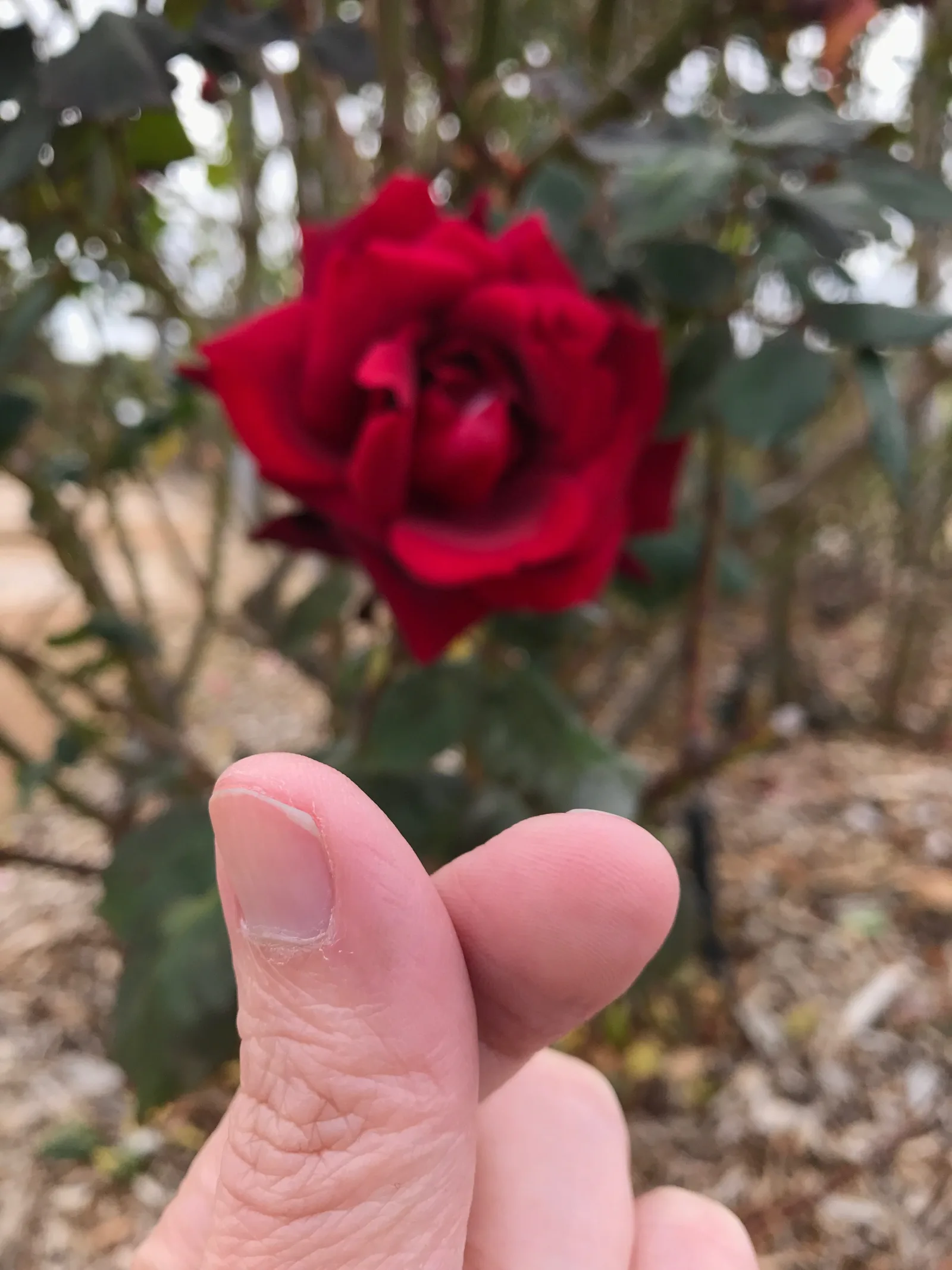 A red rose in a garden of many other roses, Kojonup