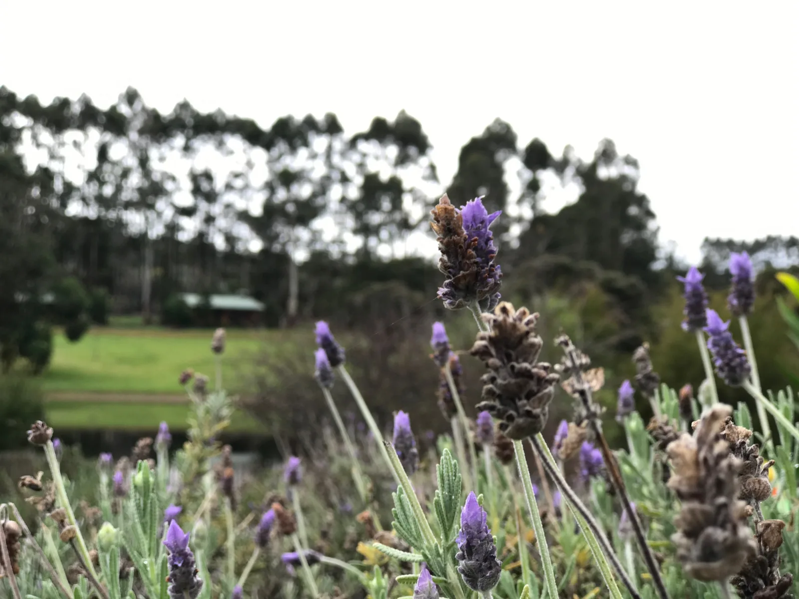 A lavender and berry farm, closed for the day