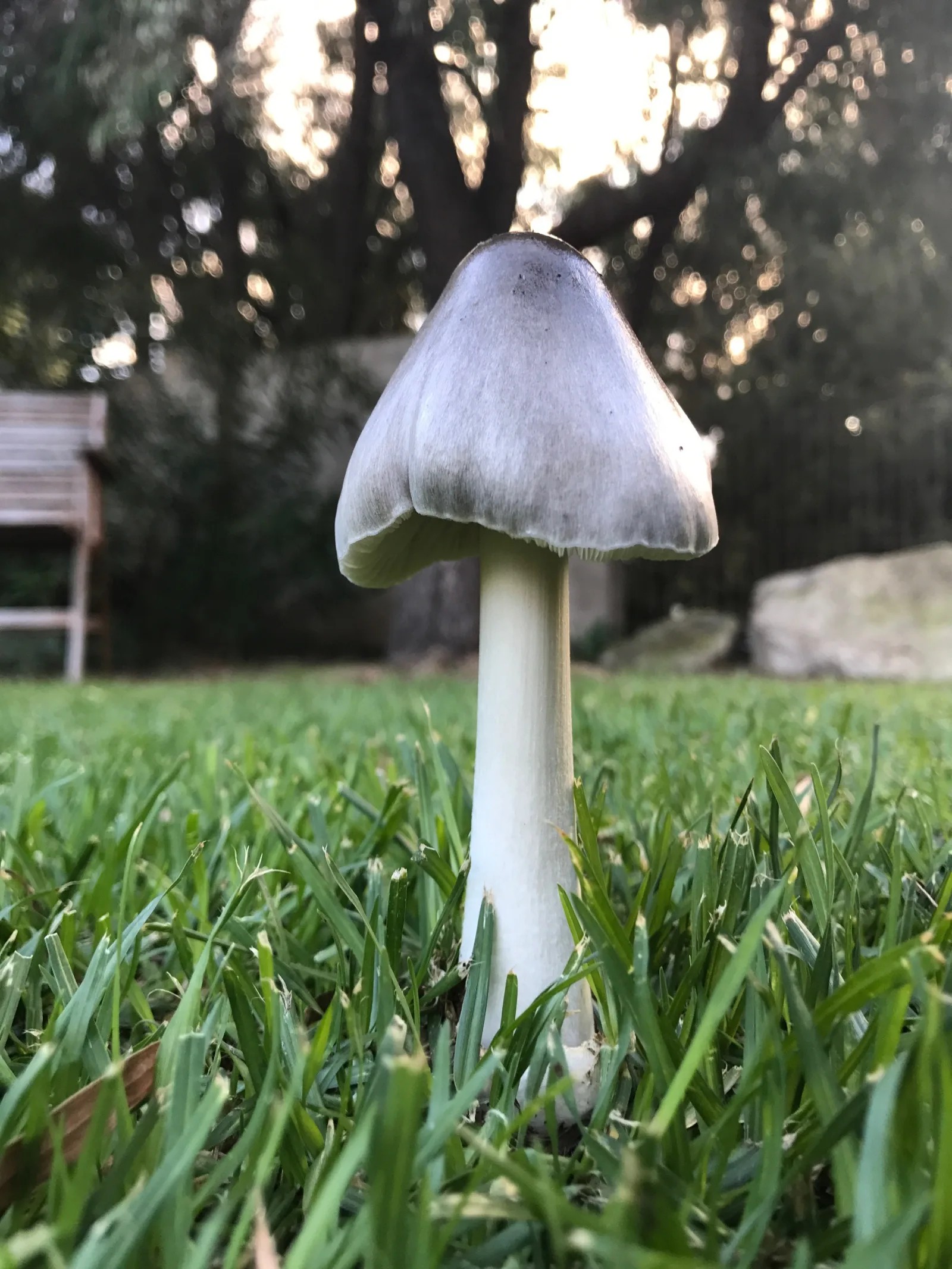 A lone mushroom in a front yard, Prevelly