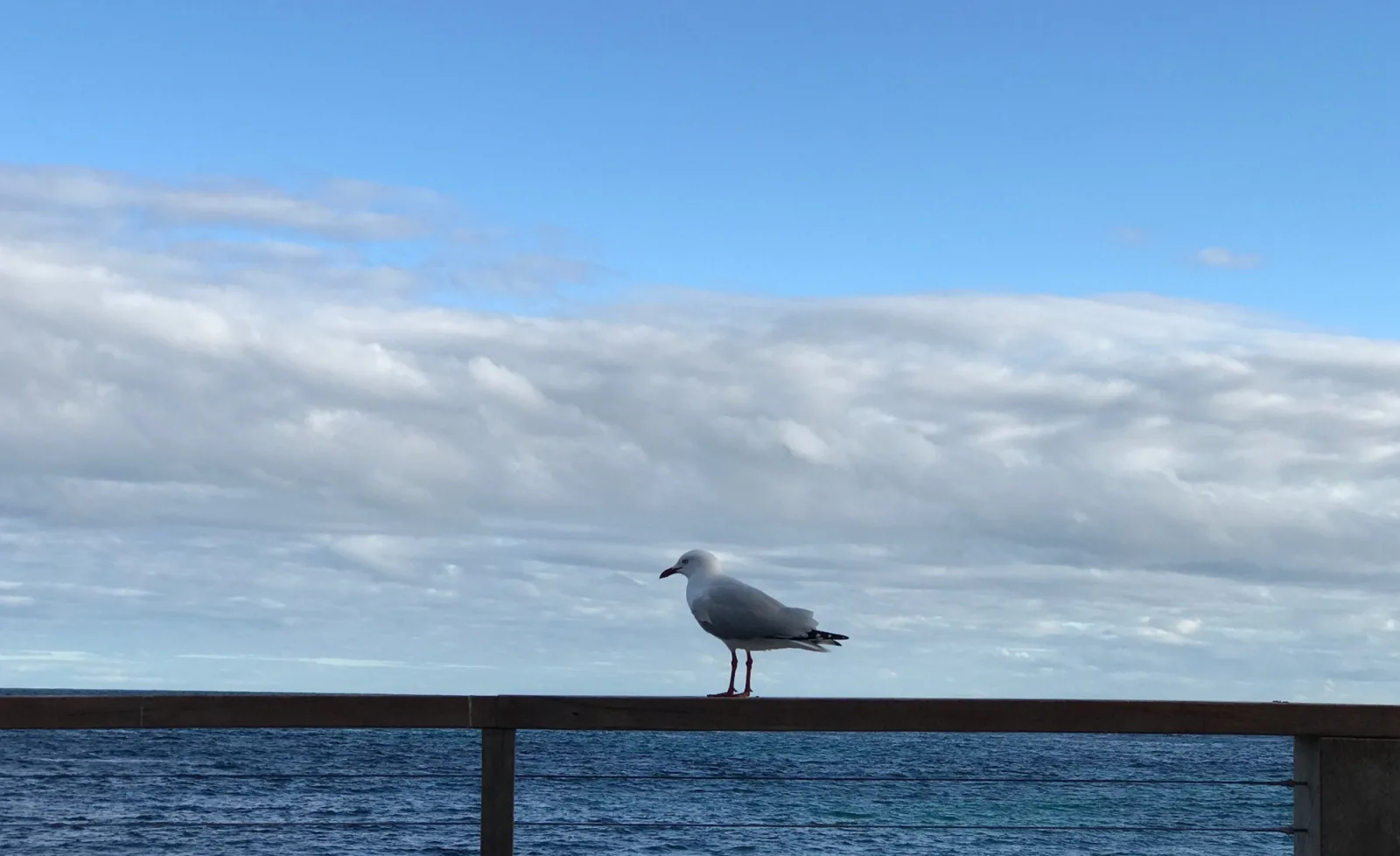 A seagull standing on the horizon line