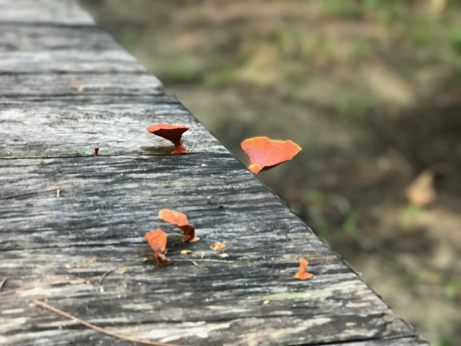 Mushrooms at Coney Island, Singapore