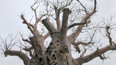 a-majestic-parrot-nest