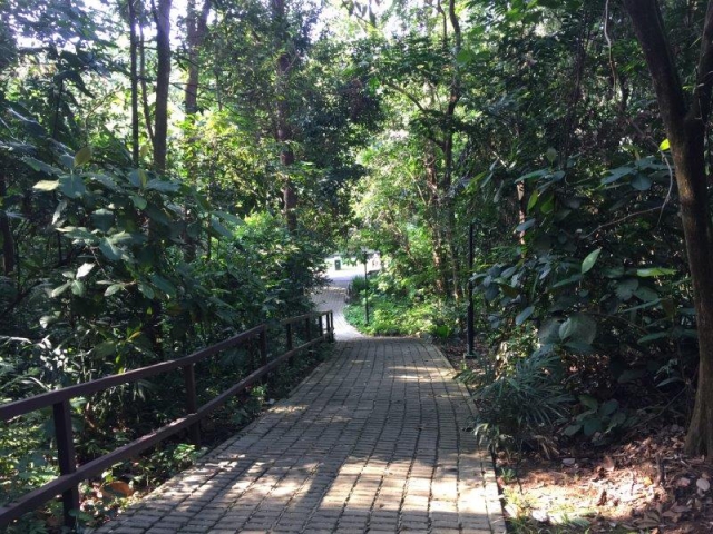 bukit batok nature park undulating paths