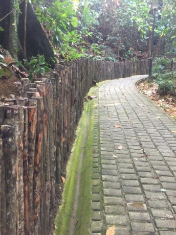 bukit batok nature park up slope