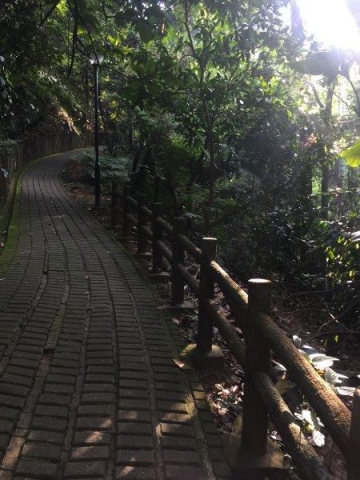 bukit batok nature park winding up slope