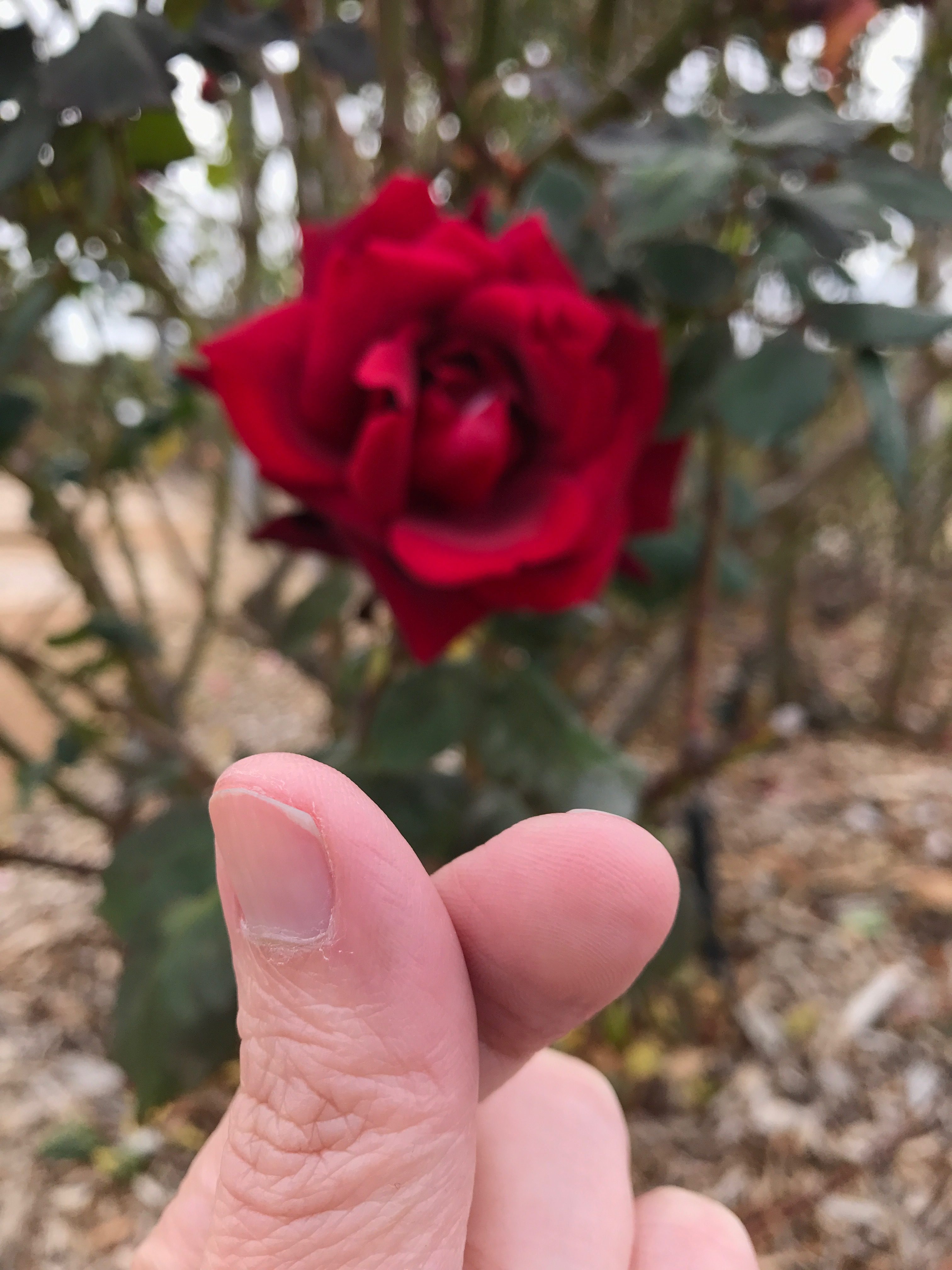 kojonup lovely red rose