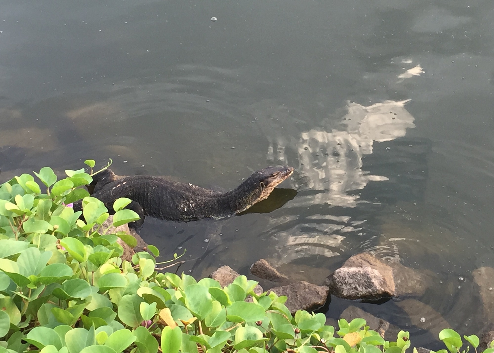 Water monitor lizard lazing around.