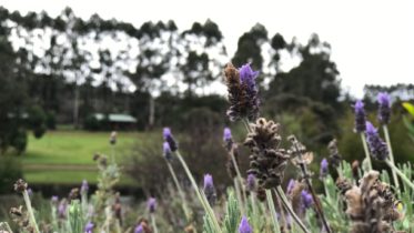 pemberton-lavender-and-berry-farm