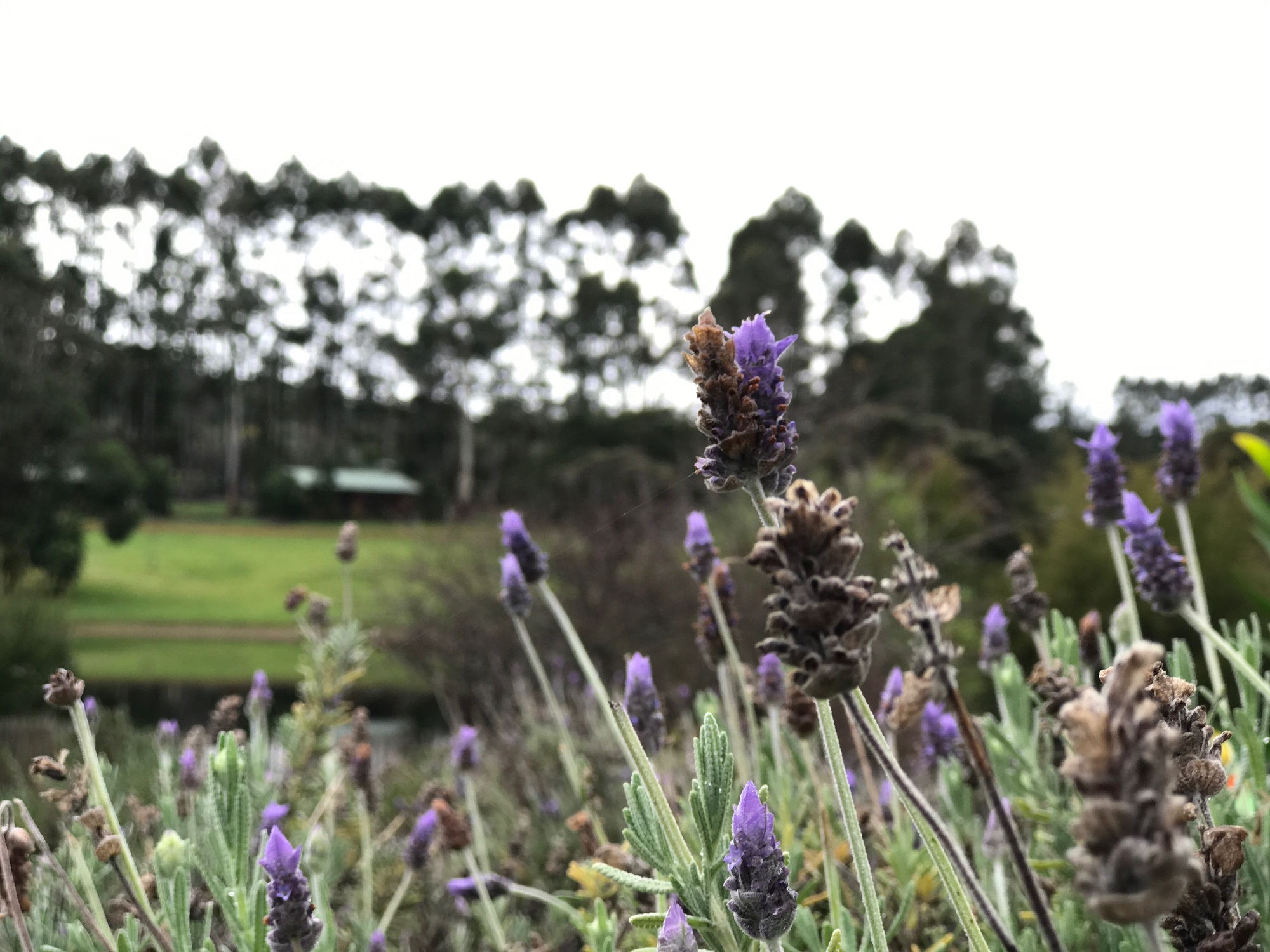 pemberton-lavender-and-berry-farm