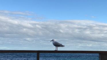 seagull-on-the-horizon